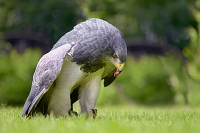 grijze arendbuizerd (Geranoaetus melanoleucus) 6-2016 1376